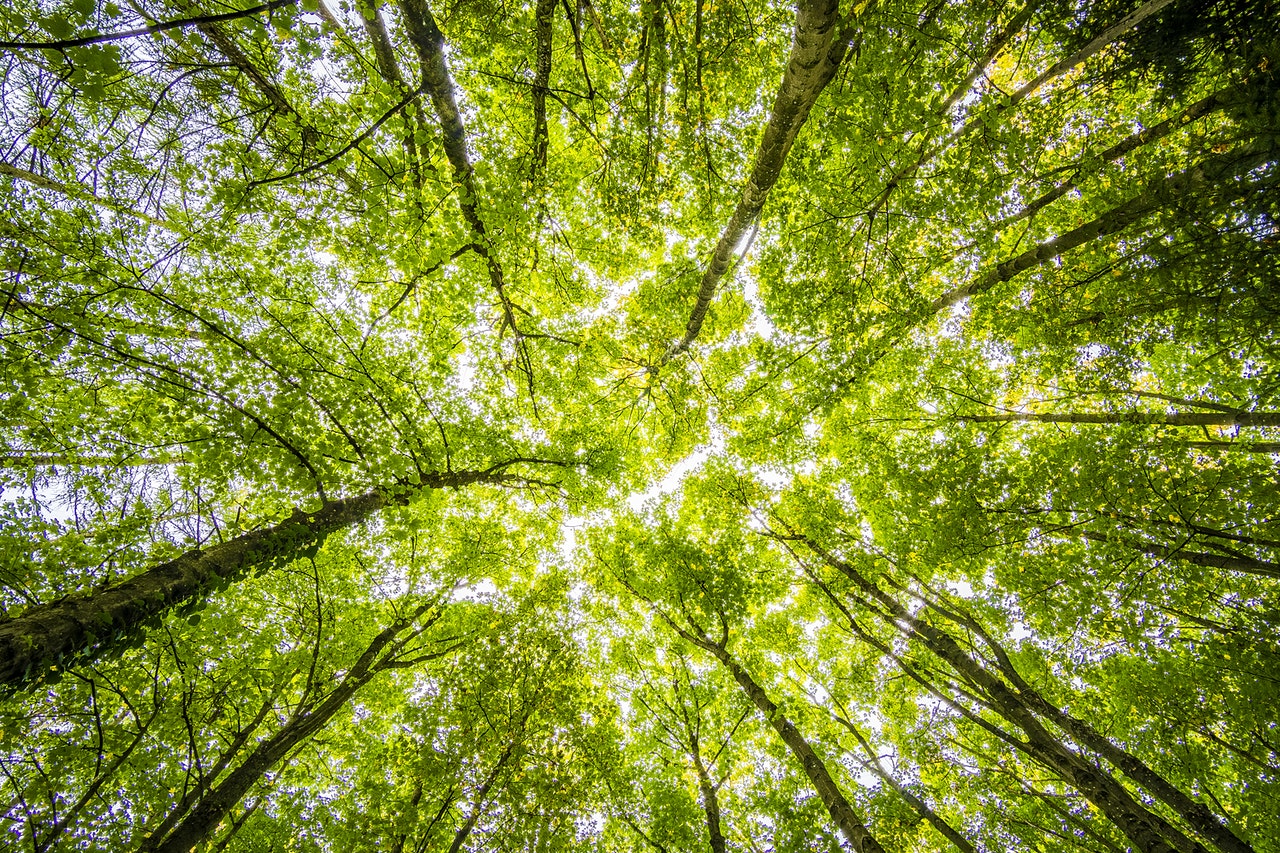 Der Wald